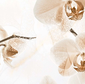 Decor Orchid Flowers A Glossy Rect. 30/60