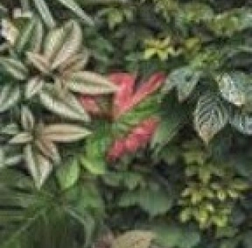 Decor Forest C Nat.Rect. 60/120