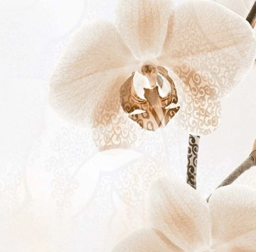 Decor Orchid Flowers B Glossy Rect. 30/60