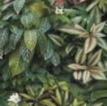 Decor Forest C Nat.Rect. 60/120