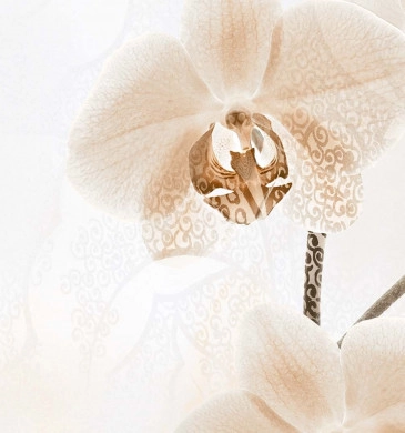 Decor Orchid Flowers B Glossy Rect. 30/60