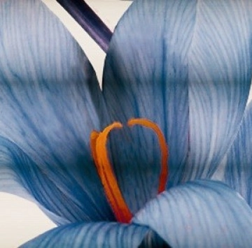 Decor Vega Aqua C 25/75