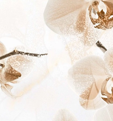 Decor Orchid Flowers A Glossy Rect. 30/60