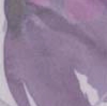 Фриз Изола Цветя Лилава 2717 5/50 KAI GROUP